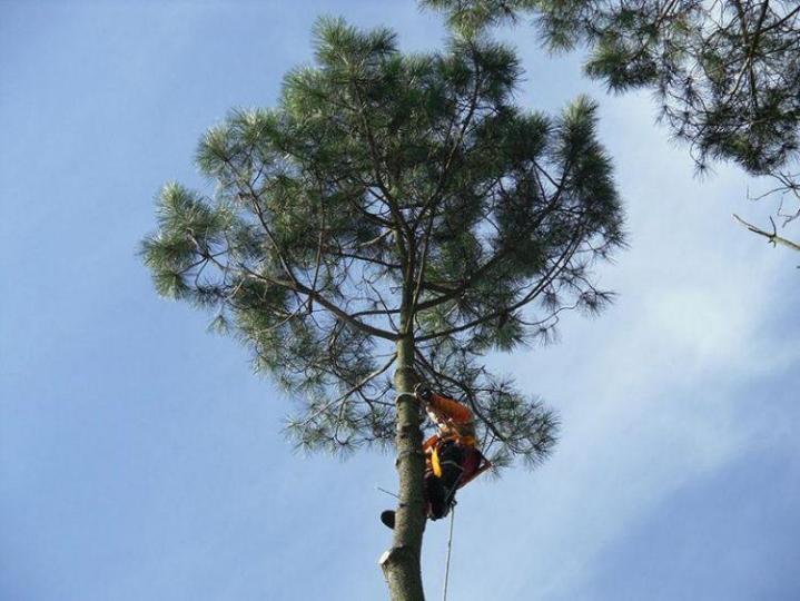 Entreprise d'abattage Montigny-lès-Metz 