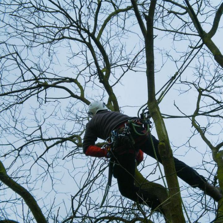 Entreprise d'élagage Montigny-lès-Metz