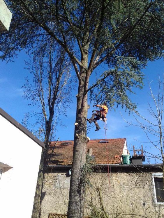 Travaux d'abattage Montigny-lès-Metz
