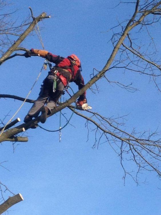 Entreprise d'élagage Montigny-lès-Metz