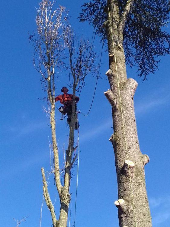 Entreprise d'abattage Montigny-lès-Metz 