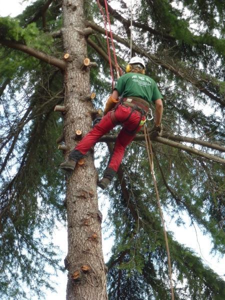 Entreprise d'abattage Montigny-lès-Metz 