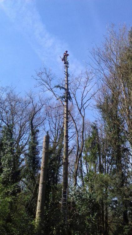 Travaux d'abattage Montigny-lès-Metz