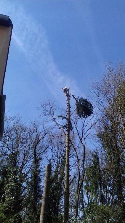 Entreprise d'abattage Montigny-lès-Metz 