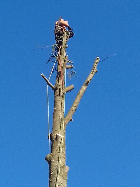 Travaux d'abattage Montigny-lès-Metz