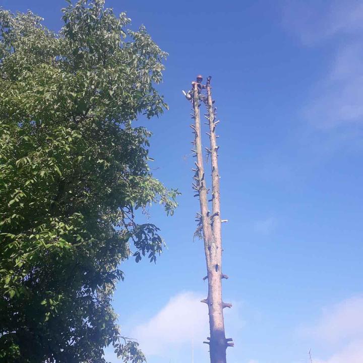 Travaux d'abattage Montigny-lès-Metz