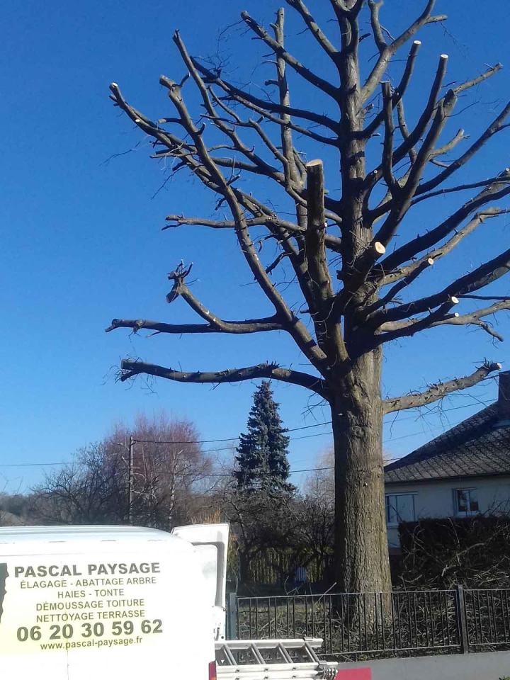 Entreprise d'élagage Montigny-lès-Metz