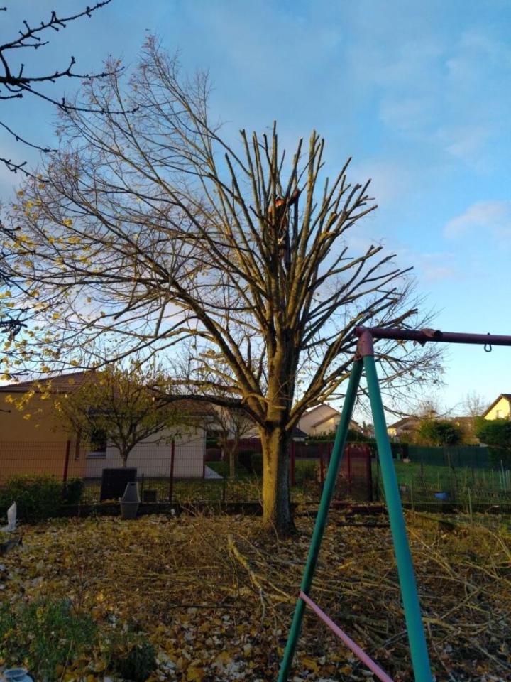 Travaux d'élagage Montigny-lès-Metz