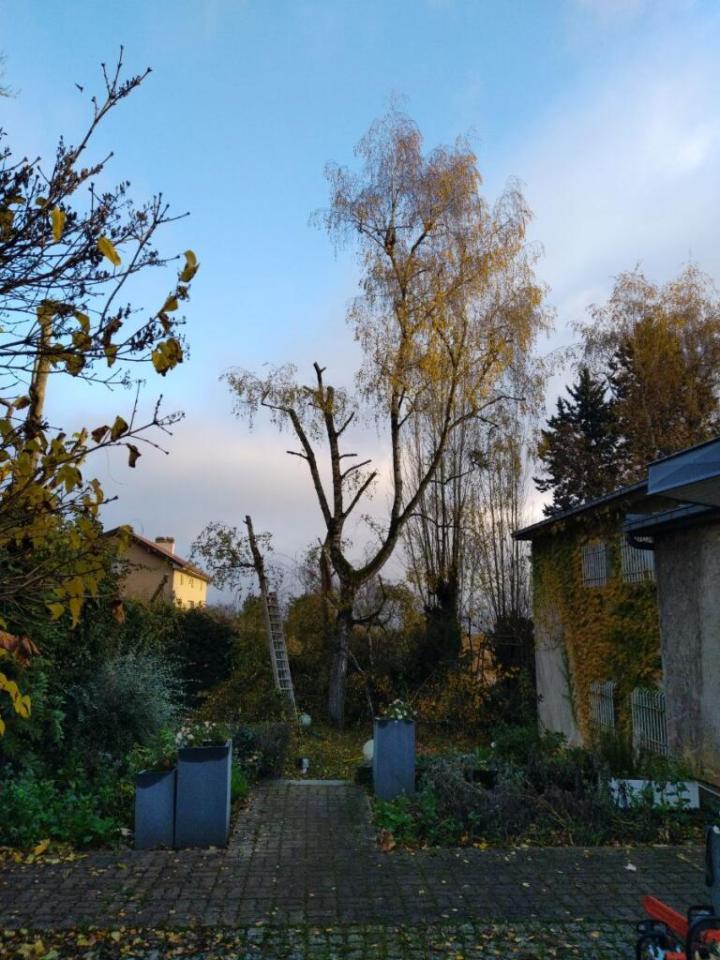 Entreprise d'élagage Montigny-lès-Metz