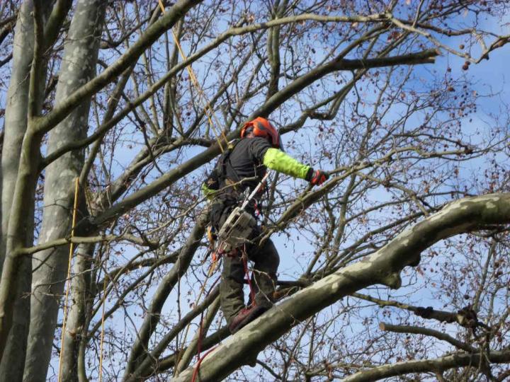 Entreprise d'élagage Montigny-lès-Metz