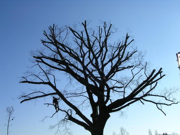 Travaux d'élagage Montigny-lès-Metz
