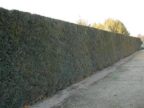 Entretien de jardins Montigny-lès-Metz