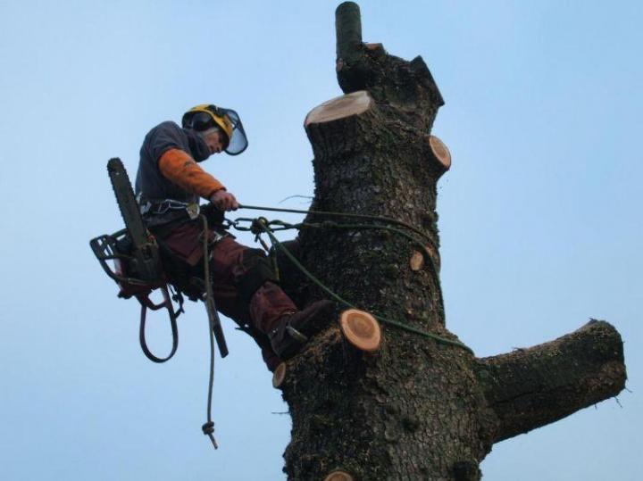 Travaux d'abattage Montigny-lès-Metz