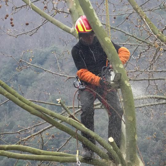Travaux d'élagage Montigny-lès-Metz