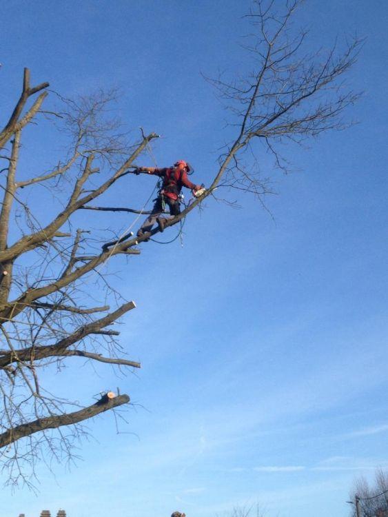 Travaux d'élagage Montigny-lès-Metz