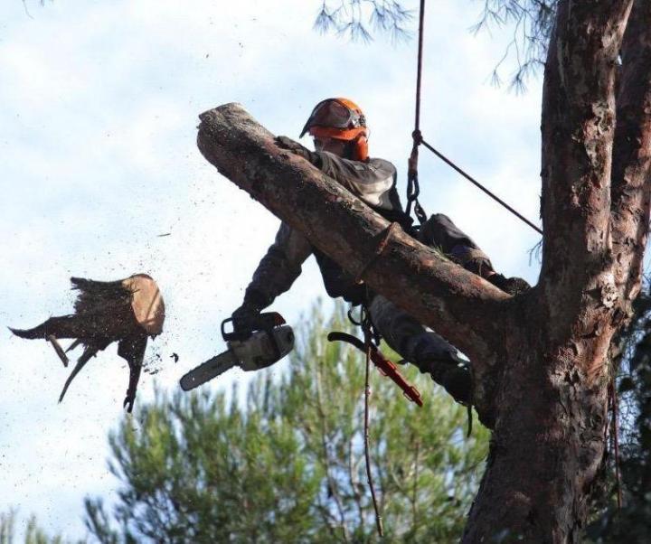 Travaux d'abattage Montigny-lès-Metz